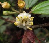 Blakea argentea (Myrtales, Melastomataceae) - Bioexploradores