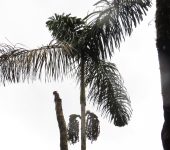Wettinia kalbreyeri Macana / Wettinia kalbreyeri (Arecales, Arecaceae) - Bioexploradores