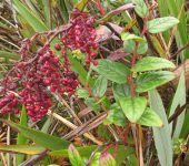 Gaultheria erecta Mortiño / Uvito de monte, Arrayán / Gaultheria erecta (Ericales, Ericaceae) - Bioexploradores