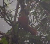 Margarornis squamiger Corretroncos perlado / Pearled Treerunner / Margarornis squamiger (Passeriformes, Furnariidae) - Bioexploradores