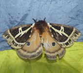 Dirphia de Jardín / Dirphia jardina (Lepidoptera, Saturniidae) - Bioexploradores