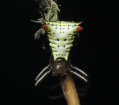 Micrathena lucasi (Araneae, Araneidae) - Bioexploradores