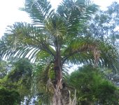 Bactris gasipaes chichagui Chontaduro silvestre / Bactris gasipaes chichagui (Arecales, Arecaceae) - Bioexploradores