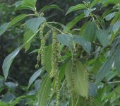 Combilla / Rabo de gato / Boehmeria caudata (Rosales, Urticaceae) - Bioexploradores