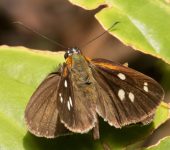 Corra coryna Saltarina fantástica dorada / Silver-plated Skipper / Corra coryna (Lepidoptera, Hesperiidae) - Bioexploradores