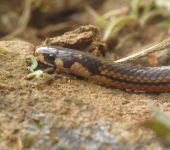 Tierrera de cabeza negra / Tantilla melanocephala (Squamata, Colubridae) - Bioexploradores