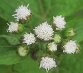 Santa Lucía / Hierba de chivo / Ageratum conyzoides (Asterales, Asteraceae) - Bioexploradores