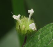 Hyptis atrorubens Mastranto / Marubio oscuro / Hyptis atrorubens (Lamiales, Lamiaceae) - Bioexploradores