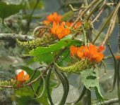 Chachafruto / Poroto, Balú / Erythrina edulis (Fabales, Fabaceae) - Bioexploradores