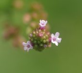 Verbena del litoral / Verbena brasiliensis (littoralis) (Lamiales, Verbenaceae) - Bioexploradores