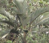 Ceroxylon parvifrons Palma de ramo / Ceroxylon parvifrons (Arecales, Arecaceae) - Bioexploradores