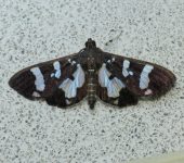 Desmia bajulalis (Lepidoptera, Crambidae) - Bioexploradores