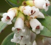 Disterigma alaternoides Totiadera / Disterigma alaternoides (Ericales, Ericaceae) - Bioexploradores