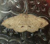 Gusano terciopelo / Anticarsia gemmatalis (Lepidoptera, Erebidae) - Bioexploradores