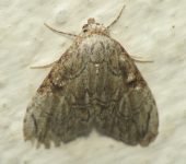 Meganola bifiliferata (Lepidoptera, Nolidae) - Bioexploradores