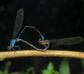 Argia variegata Argia variegata (Odonata, Coenagrionidae) - Bioexploradores