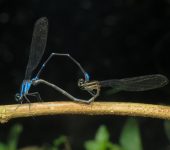 Argia variegata (Odonata, Coenagrionidae) - Bioexploradores