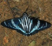 Jemadia hospita Jemadia hospita (Lepidoptera, Hesperiidae) - Bioexploradores