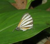 Arawacus lincoides Arawacus lincoides (Lepidoptera, Lycaenidae) - Bioexploradores