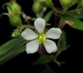 Lengua de Buey / Chaetogastra longifolia (Myrtales, Melastomataceae) - Bioexploradores