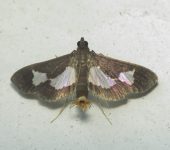 Diaphania arguta (Lepidoptera, Crambidae) - Bioexploradores