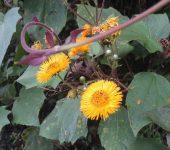 Margaritón / Erato vulcanica (Asterales, Asteraceae) - Bioexploradores
