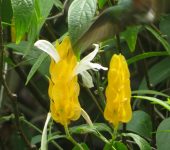 Camarón amarillo / Pachystachys lutea (Lamiales, Acanthaceae) - Bioexploradores