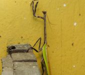 Mantis unicornio / Pseudovates chlorophaea (Mantodea, Mantidae) - Bioexploradores