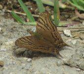 Hypanartia dione Mariposa mapeada café / Hypanartia dione (Lepidoptera, Nymphalidae) - Bioexploradores