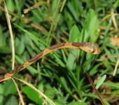 Sobrecarga / Imantodes cenchoa (Squamata, Colubridae) - Bioexploradores