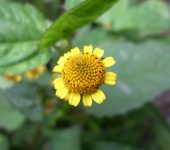 Botón amarillo / Jaegeria hirta (Asterales, Asteraceae) - Bioexploradores