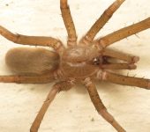 Kukulcania hibernalis Araña de patio / Araña de los timbres / Kukulcania hibernalis (Araneae, Filistatidae) - Bioexploradores