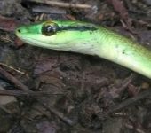 Culebra perico verde / Leptophis ahaetulla (Squamata, Colubridae) - Bioexploradores
