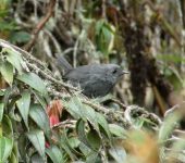 Scytalopus canus Tapaculo del Paramillo / Paramillo Tapaculo / Scytalopus canus (Passeriformes, Rhinocryptidae) - Bioexploradores