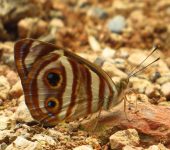 Dynamine postverta Mariposa gota ocelada / Dynamine postverta (Lepidoptera, Nymphalidae) - Bioexploradores