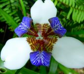 Trimezia northiana Iris caminante / Trimezia northiana (Asparagales, Iridaceae) - Bioexploradores