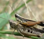 Orphulella concinnula (Orthoptera, Acrididae) - Bioexploradores
