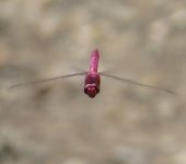 Rayadora carmín / Orthemis discolor (Odonata, Libellulidae) - Bioexploradores