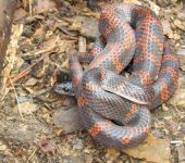 Culebra de óxido / Oxyrhopus petolarius (Squamata, Colubridae) - Bioexploradores