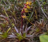 Guzmania gracilior (Poales, Bromeliaceae) - Bioexploradores