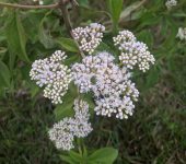 Salvia amarga / Jarilla blanca / Austroeupatorium inulifolium (Asterales, Asteraceae) - Bioexploradores