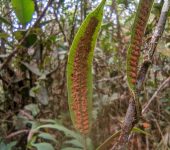 Serpocaulon levigatum (Polypodiales, Polypodiaceae) - Bioexploradores