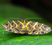 Polilla leopardo / Pantherodes pardalaria (Lepidoptera, Geometridae) - Bioexploradores