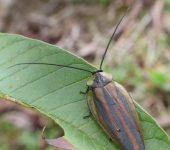 Rochaina phalerata Rochaina phalerata (Blattodea, Nyctiboridae) - Bioexploradores