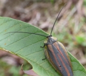 Rochaina phalerata (Blattodea, Nyctiboridae) - Bioexploradores