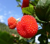 Frambuesa / Rubus rosifolius (Rosales, Rosaceae) - Bioexploradores