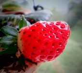 Fresa / Fragaria x ananassa (Rosales, Rosaceae) - Bioexploradores