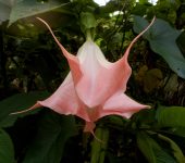Brugmansia arborea Borrachero / Floripondio sudamericano / Brugmansia arborea (Solanales, Solanaceae) - Bioexploradores