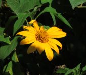 Botón de oro / Acahual / Tithonia diversifolia (Asterales, Asteraceae) - Bioexploradores