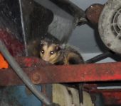 Zarigüeya común / Didelphis marsupialis (Didelphimorphia, Didelphidae) - Bioexploradores